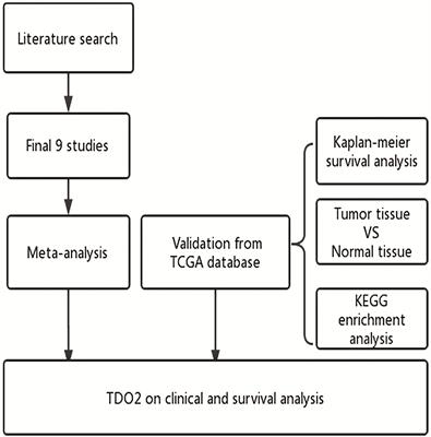 Tryptophan 2,3-dioxygenase may be a potential prognostic biomarker and immunotherapy target in cancer: A meta-analysis and bioinformatics analysis